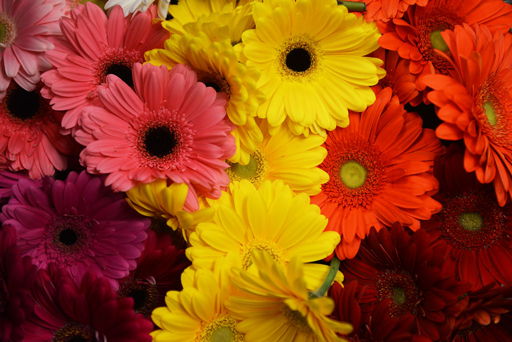 Flowers sit on display Monday